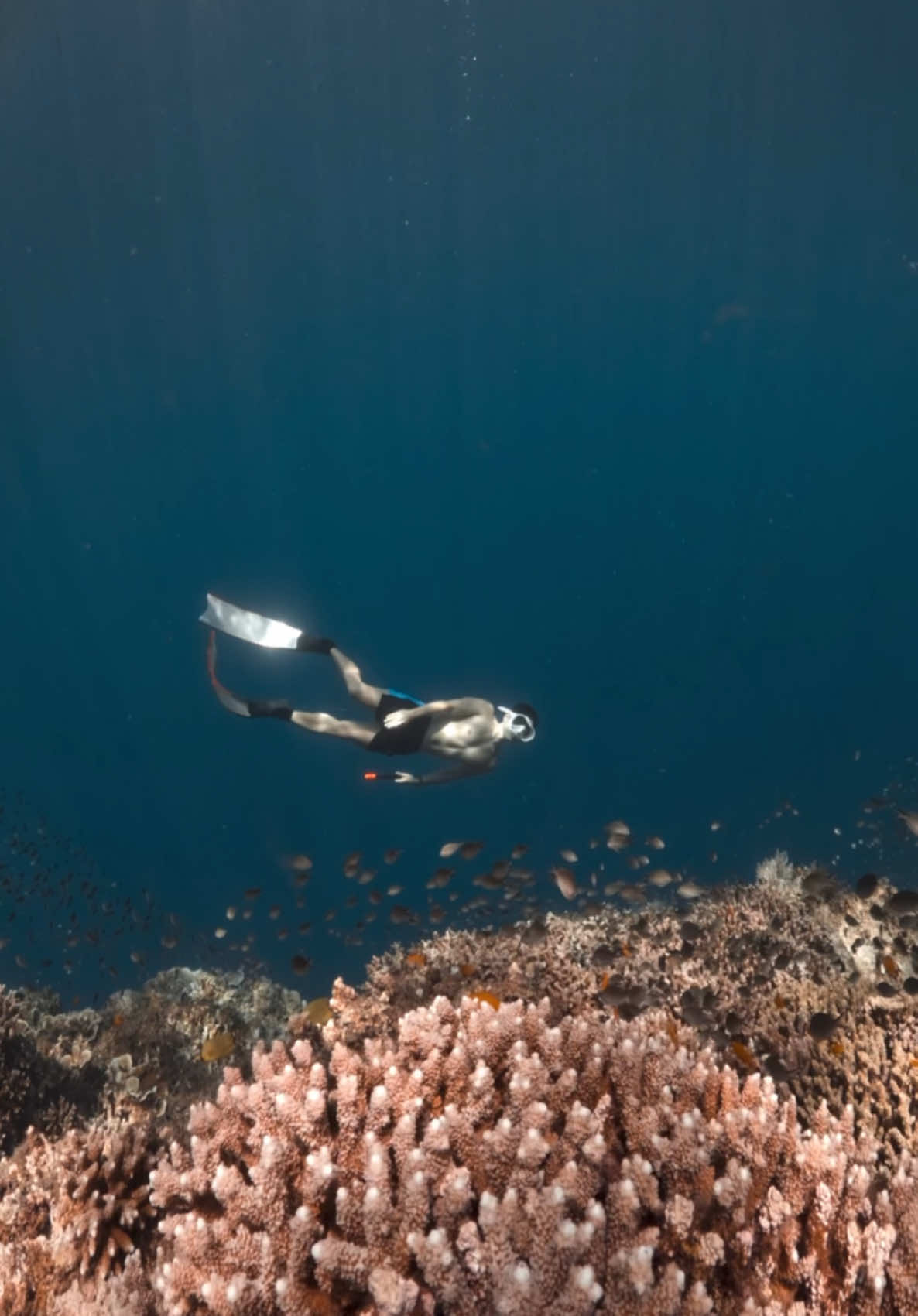 The beautiful marine life of Balicasag Island, Bohol 🇵🇭 🎥 @Coach Pilyo  #freediving #freedive #travel #bohol #balicasagisland #diving #yolo #panglao #underwater 