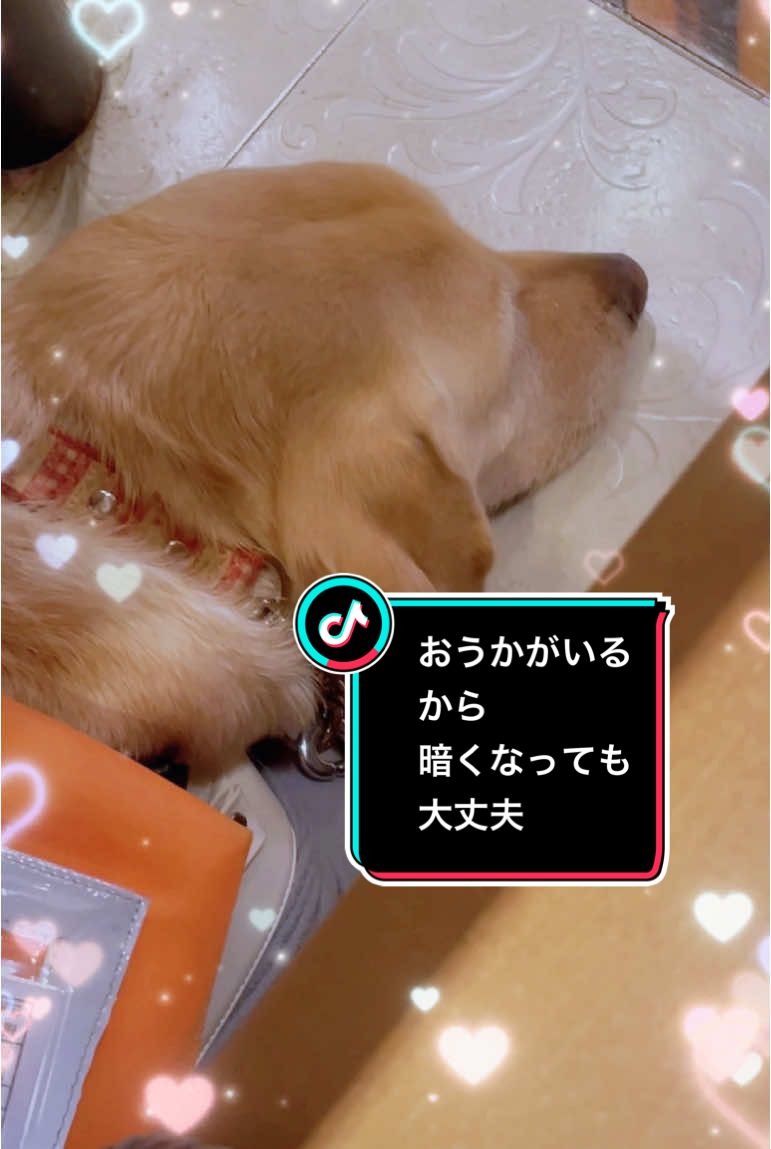 盲導犬おうかちゃんとしゃぶしゃぶ食べ放題　#盲導犬　#犬好きさんと繋がりたい　#犬のいる暮らし 