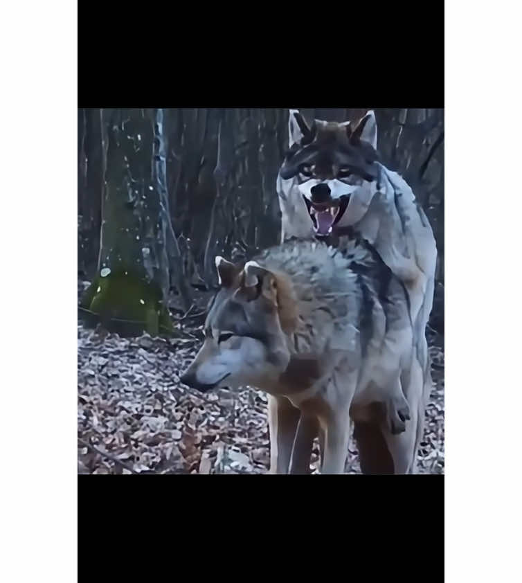 PARTE 33 lobo macho alfa pierde la batalla y queda privado delas hembras decide irse #un #lobo #macho #alfa #pierde #la #batalla #videoviral #paratii #greenscreenvideo #fpy #animales 