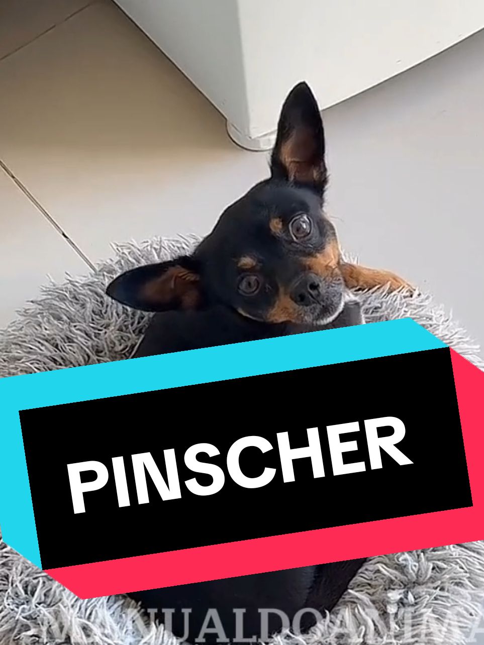 #pinscher #cachorro #caes #pinschers #pedigree #cachorros #caesdeguarda #melhoramigodohomem #pet #racadecachorro #caesnotiktok #cachorronotiktok #cachorrao #racasdecaes #dog #caramelo #viralata #cachorroderua #cachorrosengraçados #cao 