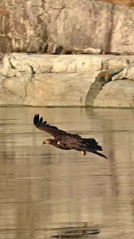 This bald eagle might be young, but I think it has mastered the art of snatching a fish right from the surface of the water. Look at that form! What a beautiful bird.