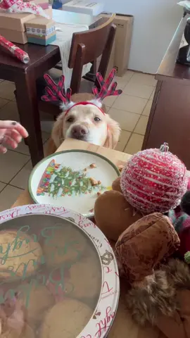 The lit’ freckle nose on the counter! 🎄🐾 Best way to kick off the season with @Tatum Talks “Please Feed the Dog” video credits to Tatum. #fyp #charleyandthebigguy #tatumtalks #holidays #dogsoftiktok #Videoleap 