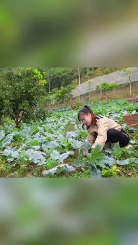 #Outdoors #harvest #fruit #garden #trendingvideo 