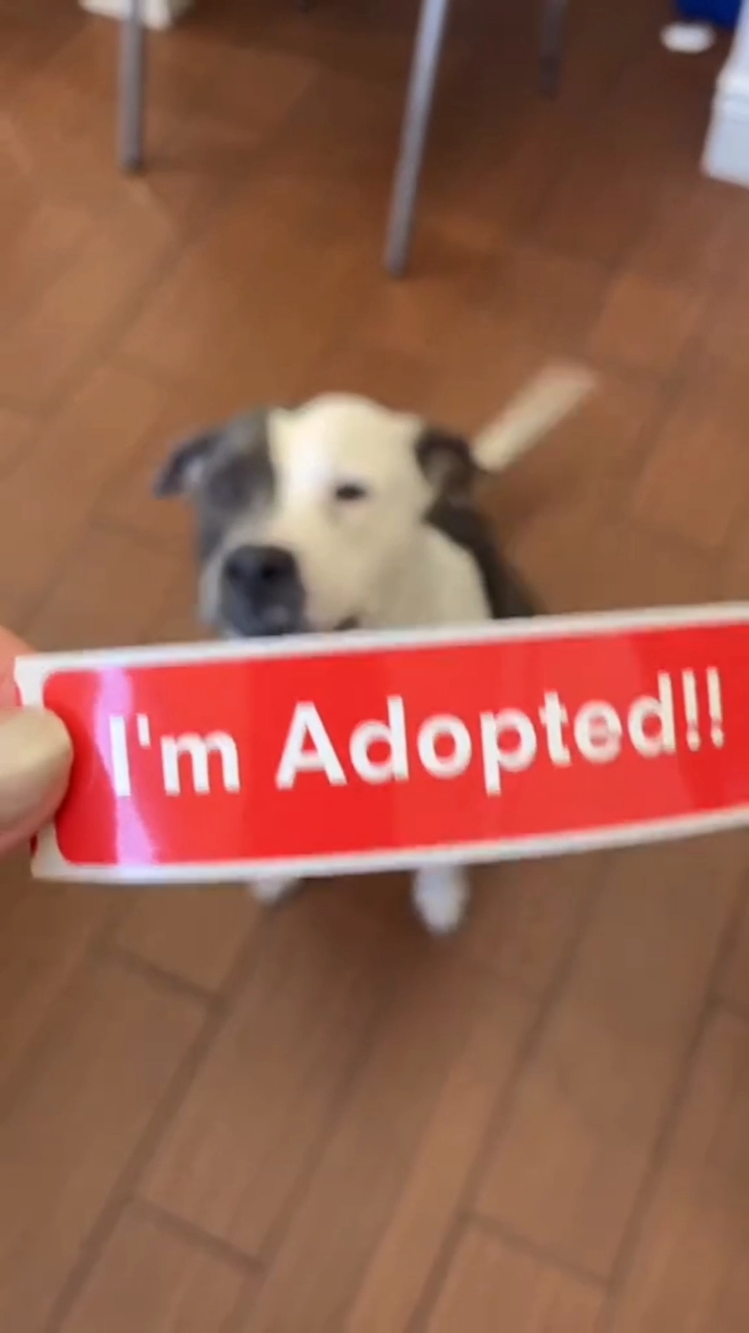 Shelter Dogs Get Adopted 😍❤️ #dog #dogsoftiktok #doglovers #dogrescue #shelterdog #adoption #adopt #adoptme #adopted  #emotional #hearttouching #heartwarming #wholesome #priceless #reaction #fyp #foryoupage 