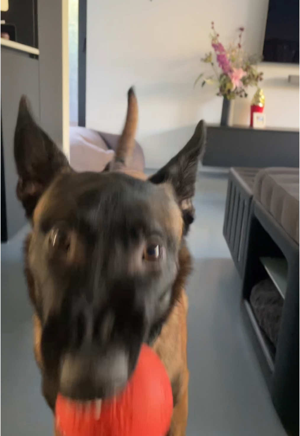 She's such a crazy girl. 8 month old puppy Nox. #maligator #belgiummalinois #malinoisoftiktok #malinois #dogsoftiktok #malinois #malinoispuppy #malinoislovers #mechelseherder #crazypuppy 