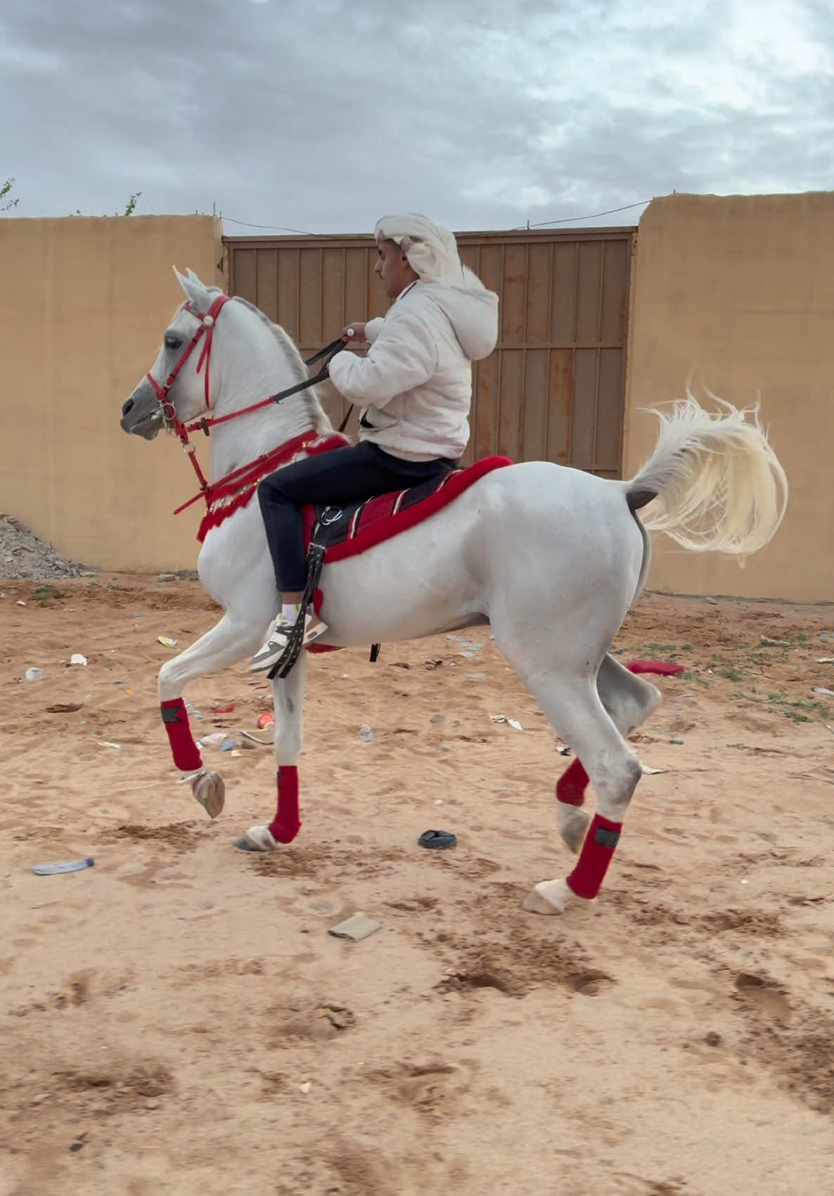 #اكسبلور #explore #fyp #tiktok #تربيع #خيول #حصان #خياله #خيل_عربي_اصيل🐎🐎 #خيل_وخياله🐎 #حفرالباطن 