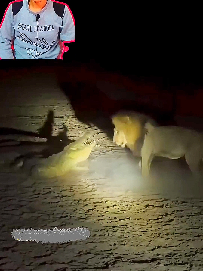 #lion #lionking #lions #crocodile #crocodiles #cro #animals #animalsoftiktok #tiktokanimals #animalworld #animalplanet #animal #animallife #wildanimals #wildanimal #wildlife #wildlifephotography #predator #prey 