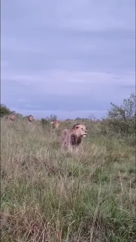 4/6 Bila shaka Kiok, Koshoke, kibogoyo and Chongo the veterans are looking for some trouble this afternoon.  Dec 1 2024 #bigcat #lion #wildlife #animal #masaimara #masaimaranationalpark #justiceforolobor 