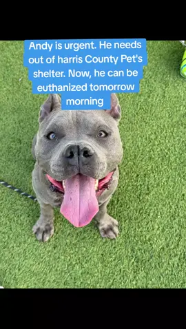 Andy is Urgent.  #A627499. 2b14. knows how to walk well on a leash.  likes to play fetch.  loves to play with toys and can keep himself entertained with them.  knows sit.  knows how to take treats nicely.  isn't rambunctious or jumpy.  he's treat motivated.  wouldn't require much daily exercise or enrichment, plus he tires out quickly.  he's obedient.  he's a good listener.  possible apartment pup candidate.  low to medium energy level.  gives couch potato vibes.  has a playful and happy personality.  patient when waiting for a treat.  seems like a low maintenance type of boy.  IF YOU WOULD LIKE MORE INFORMATION OR WOULD LIKE TO APPLY TO ADOPT OR FOSTER PLEASE GO TO @Rescue Dog Army TO FILL OUT AN APPLICATION IN BIO.  OUT OF STATE ADOPTION IS POSSIBLE.  ANDY IS LOCATED AT HARRIS COUNTY PET'S IN HOUSTON TX.  #adopt #foster #rescue 