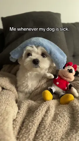 Always there for you! ❤️ Credit to hudsonpoodlebear on IG for the idea.  #maltese #maltesepuppy #fyp #puppy #cutedogs #cutedogsoftiktok #cutedogvideos #fy 