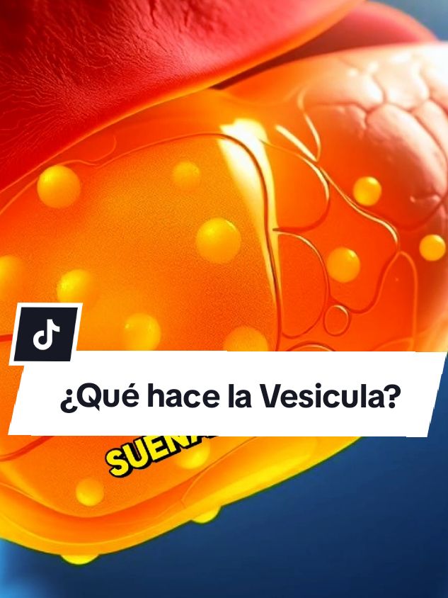 ¿Qué hace la Vesicula y Por qué es importante? Te lo explico en 60 segundos!!!  #datoscientificos #datoscuriosos #cienciatiktok #ciencia #cienciaparatodos #biologia #cienciaentiktok #cienciafacil #vesicula 