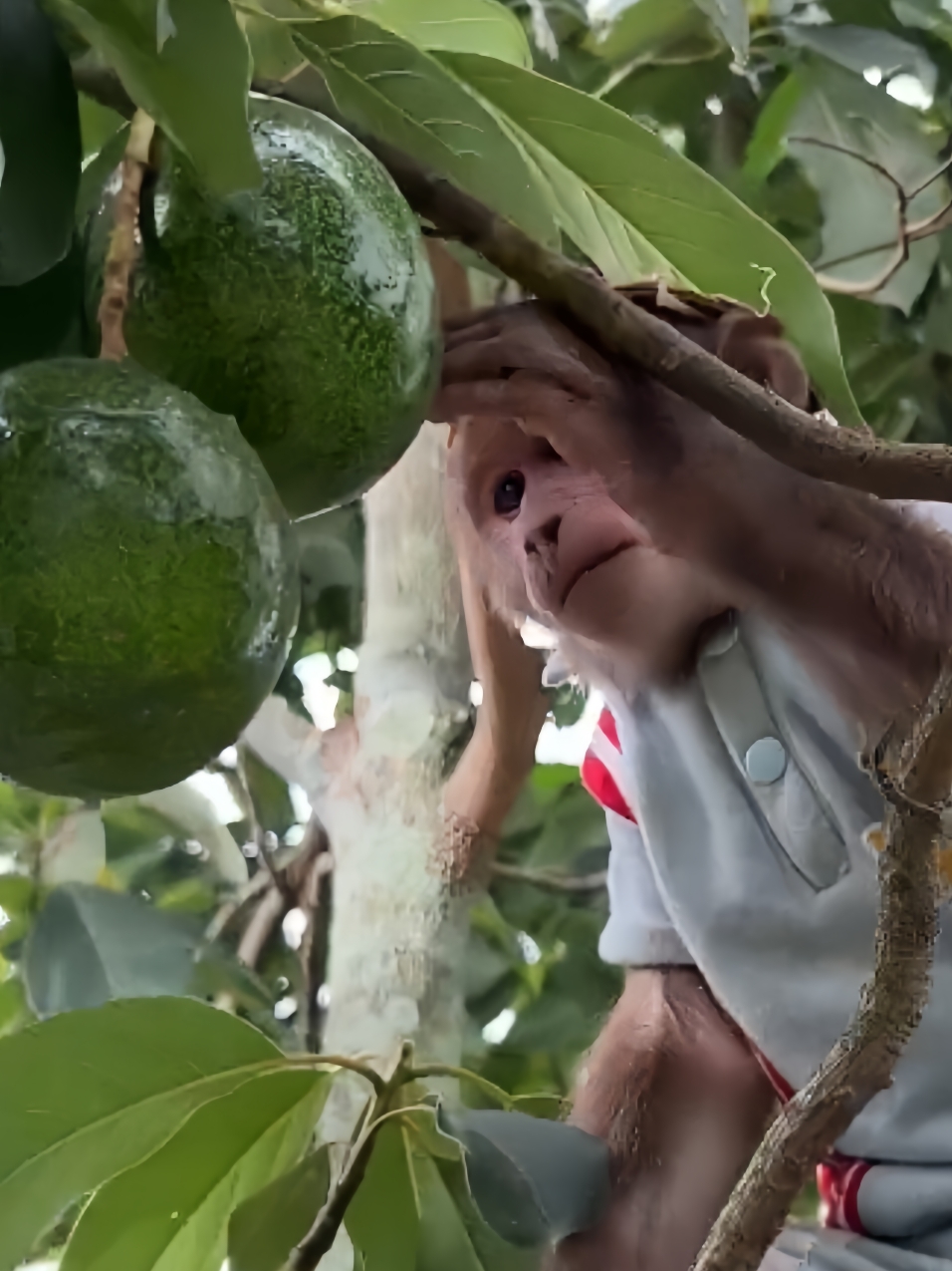 The Avocado Harvest Journey of the Farmer Monkey #monkeys #monkey #farmermonkey #monkeybaby #video #videoviral #fyp 