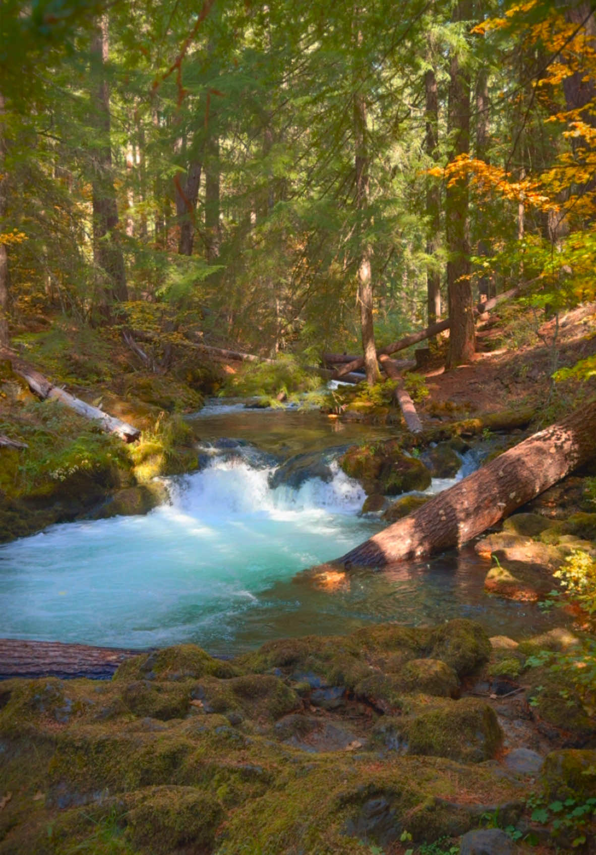 Immersed in a magical place, surrounded by towering trees, moss-covered rocks, and vibrant autumn colors, with a gentle cascade whispering in the background 😍 #nature #Outdoors #cinematic #calm #godisgood 