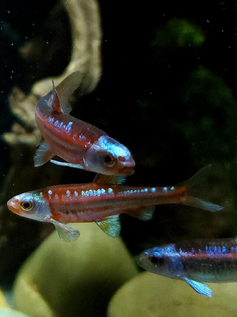 Rainbow Shiners, Notropis Chrosomus, Breeding behavior. #notropis #fish #breeding #aquariumsoftiktok 