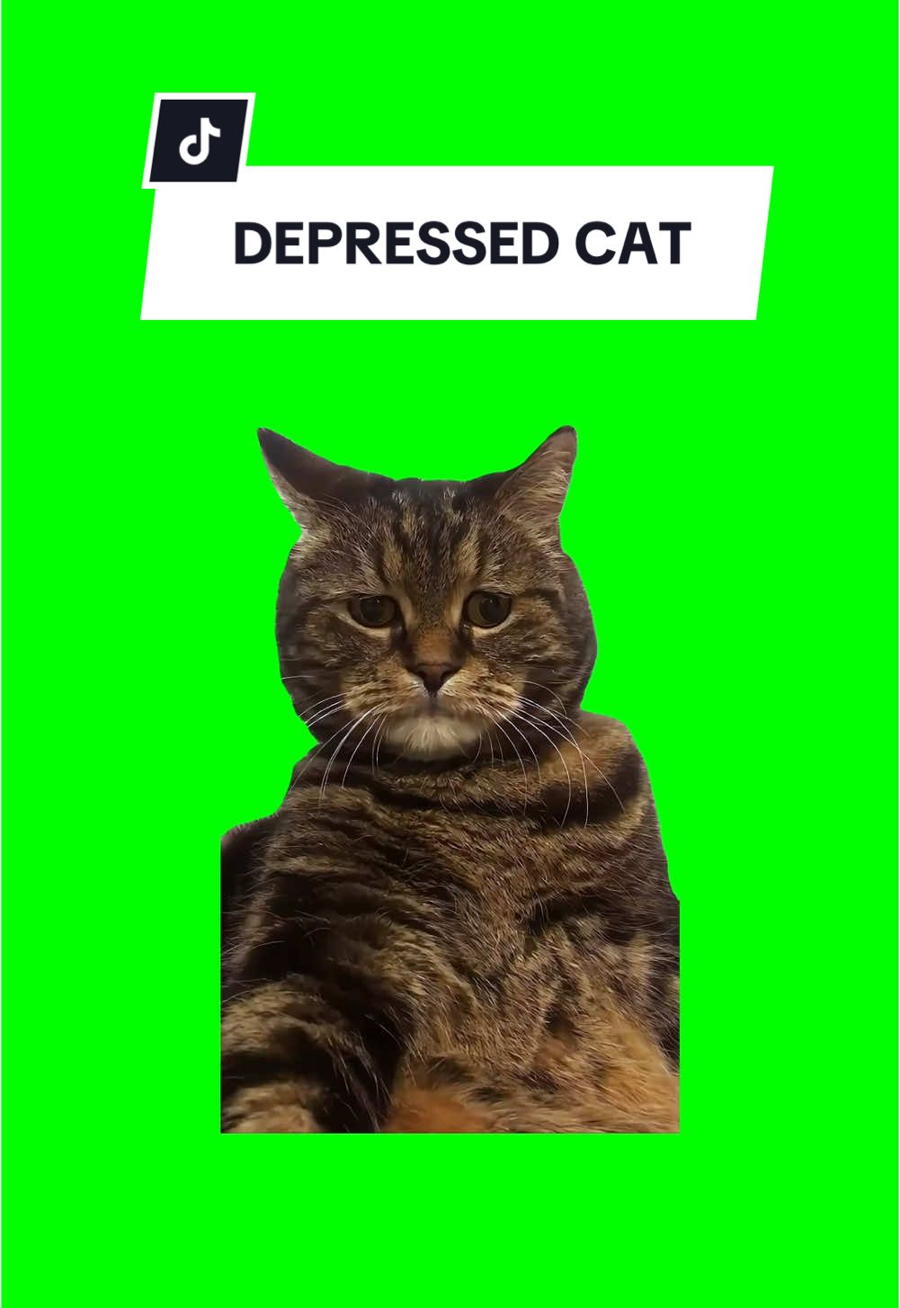 #CapCut DEPRESSED CAT. #greenscreen #greenscreenvideo #greenscreenoverlays #fyp #fyppage #fypシ❤️💞❤️ #meme #memes #memestagram #freefirememe #memepage #viral #viralvideos #viralreels #viralvideo #viralpost #meme2024 #cat #cats #catsofinstagram #catlover #catmemes #catmeme #trend #trending #viralcats #depressedcat 