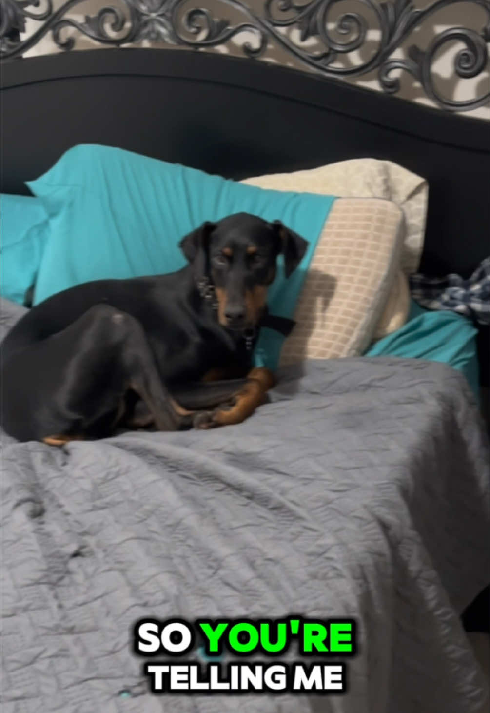 Unbelievable. #dogsoftiktok #dogs #funnydogs #dobermanpinscher #dobermanpinscherclub #doberman #dobermans_of_tiktok #funnydogvideos #dogtok #dobermansoftiktok 