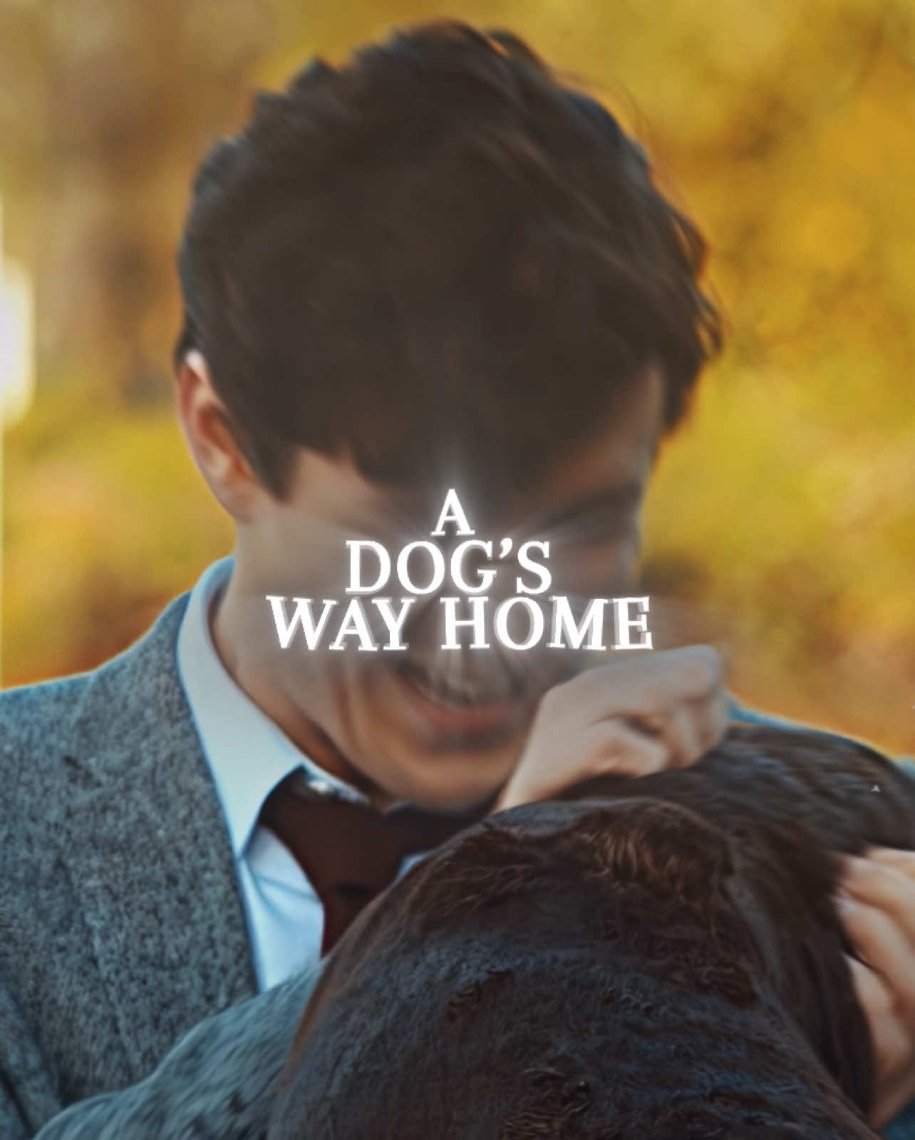 The dog that walked 400 miles to reunite with her owner 💯 | #adogswayhome #dog #loyalty #life #Love #movie #fyp #edit #dzqly | (ORIGINAL CONTENT) |