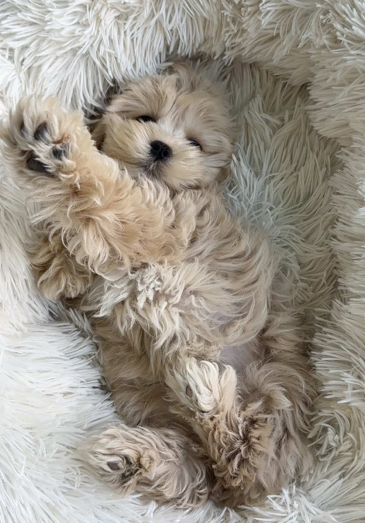 sleepy #margot #maltipoo #puppy 