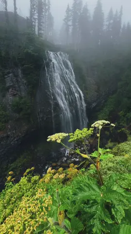 let yourself escape for a moment with the soothing sounds of water 🍃 #naturetherapy #Hiking #optoutside #naturewalk #nature #forestbathing  #soundsofnature 