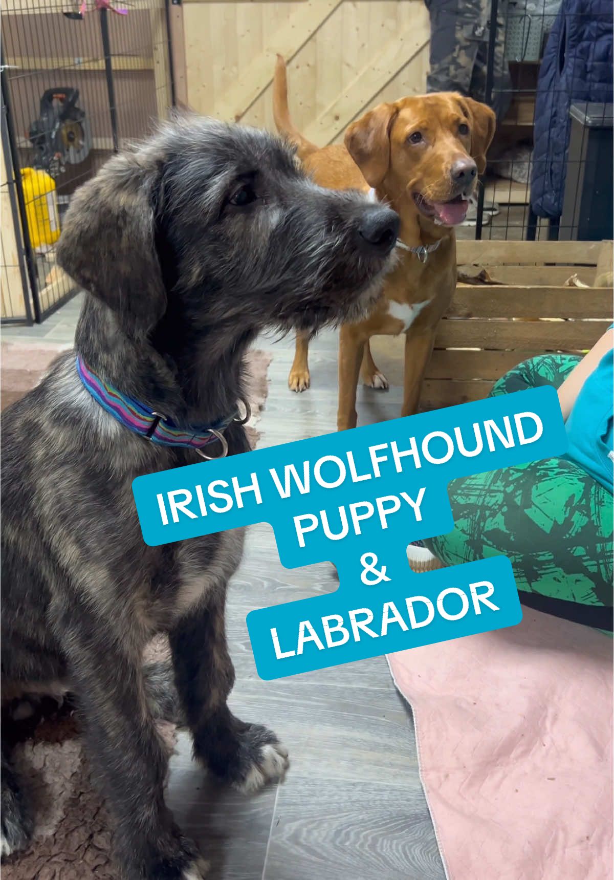 #irishwolfhound #labrador