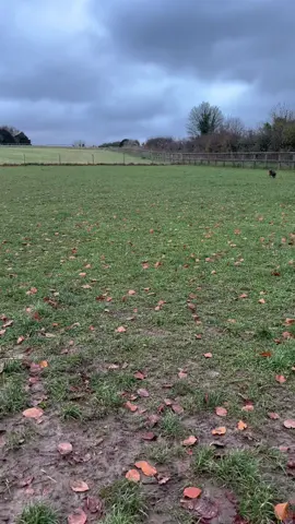 My boy is rapid #staffy #staffordshirebullterrier #staffies #staffie #staff #staffysoftiktok #puppies #puppy #fyp 