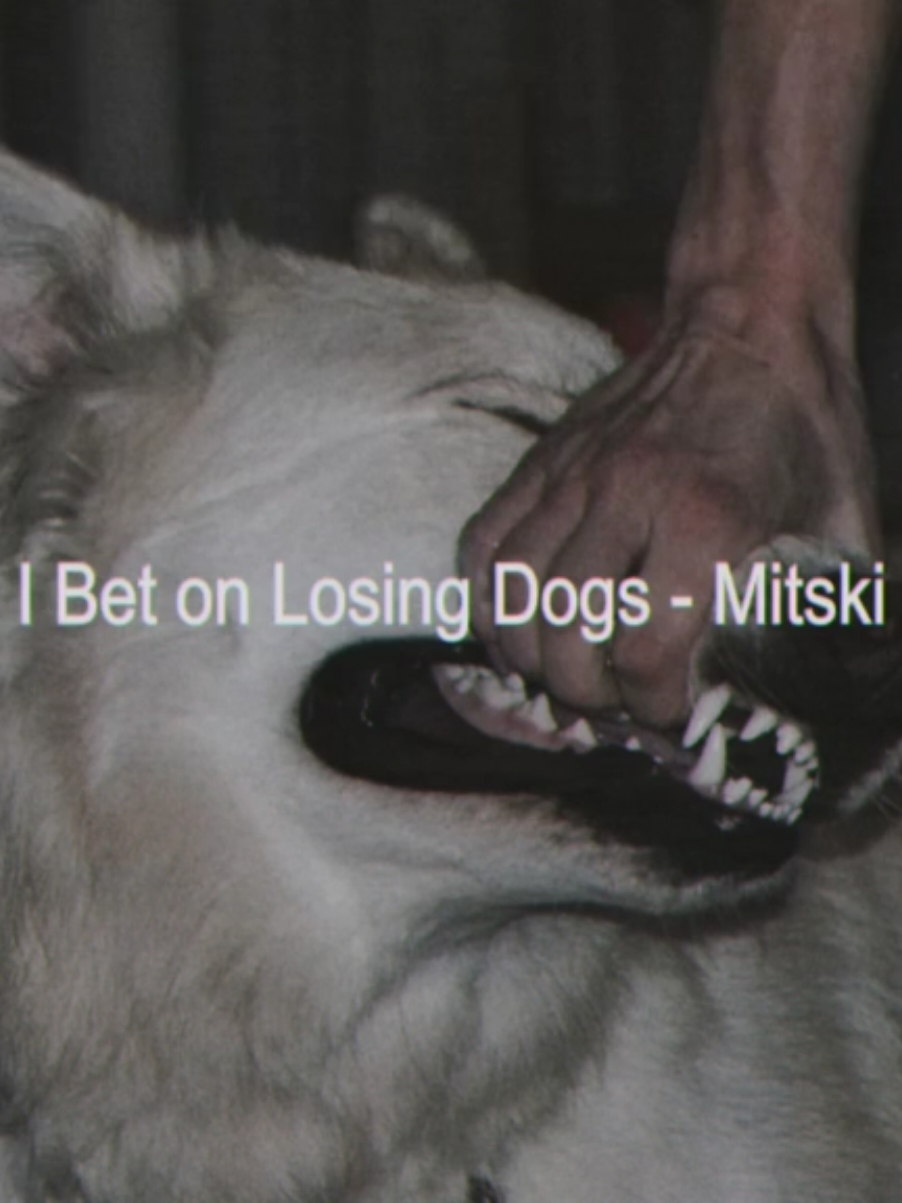 #lyricsmusic #lyrics_songs #tipografia #viral #mitski #mitskitok #ibetonlosingdogs #fyp #fyyyyyyyyyyyyyyyy 