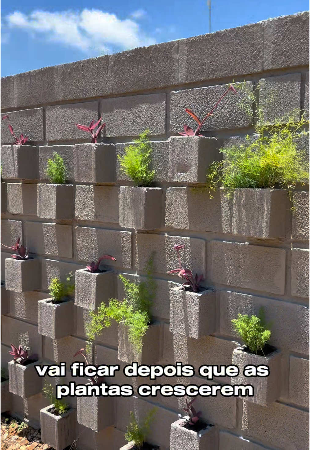 Jardim vertical de blocos já viu? Depois de 2 anos desse muro pronto finalmente conseguimos plantar nosso jardim, e antes que as pessoas falem, não tem perigo com ladrão aqui, do outro lado é o meu cunhado, podem ficar tranquilo 😌  O único problema agora é a ansiedade em ver essas plantinhas crescer e ficar lindonas 🥰🫶 Faria um jardim vertical assim?🌿🌱☘️🌴🎋🌵🍃 #jardimvertical #muro #murodeblocos #jardimdeblocos #casadeblocos #casablocos #jardim