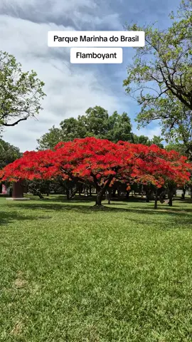 O Flamboyant, também conhecido como Delonix regia ou Flamboaiã, é uma árvore de bela aparência, originária de Madagascar. É famosa por suas flores vibrantes e coloridas, que podem ser de um vermelho vivo, laranja ou amarelo. Essas flores são tão chamativas que dão à árvore uma aparência flamejante, daí o nome 
