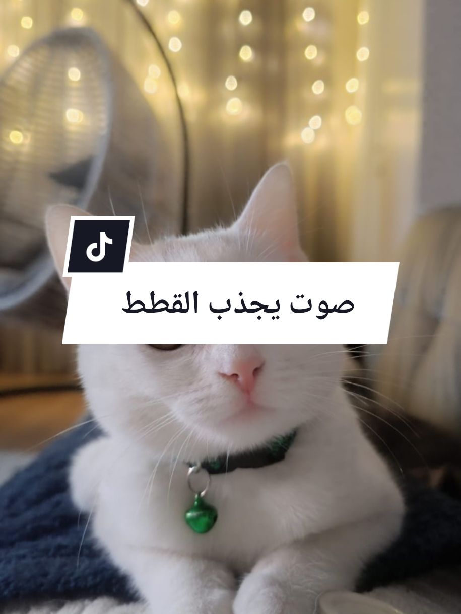 صوت يجذب القطط #cats #cute #SoundAttractscats 