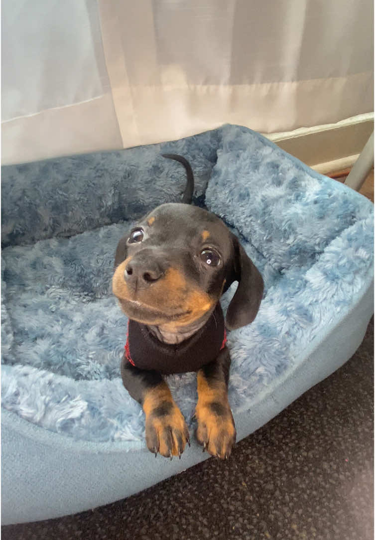 His face at the end 🤣🥰  #minidachshund #dachshund #puppies #fypシ゚viral #fyp #trending 