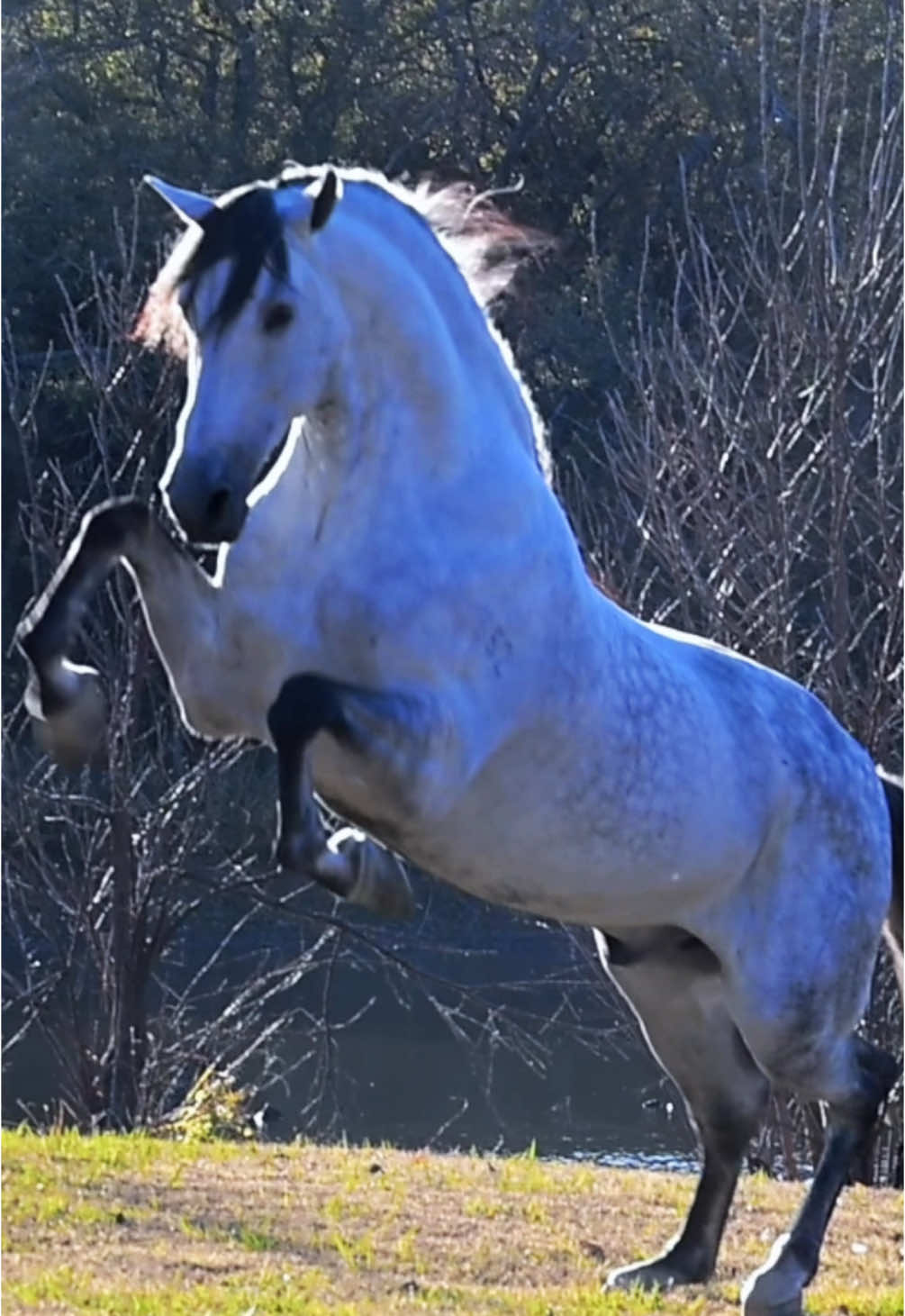 Campero CXLI at liberty #stallion #horsesoftiktok #pearmanranch #horseofkings #purarazaespañola #caballosfinos #whitehorse #andalusian #gallop #freedom #trot #fypシ 