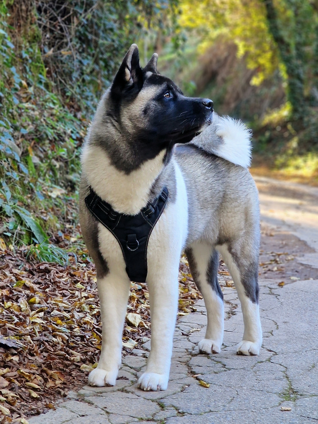 Balade du dimanche 🐾 #dog #dogsoftiktok #akita #cutedog #chien   #moment #americanakita #fyp #foru #pourtoi 