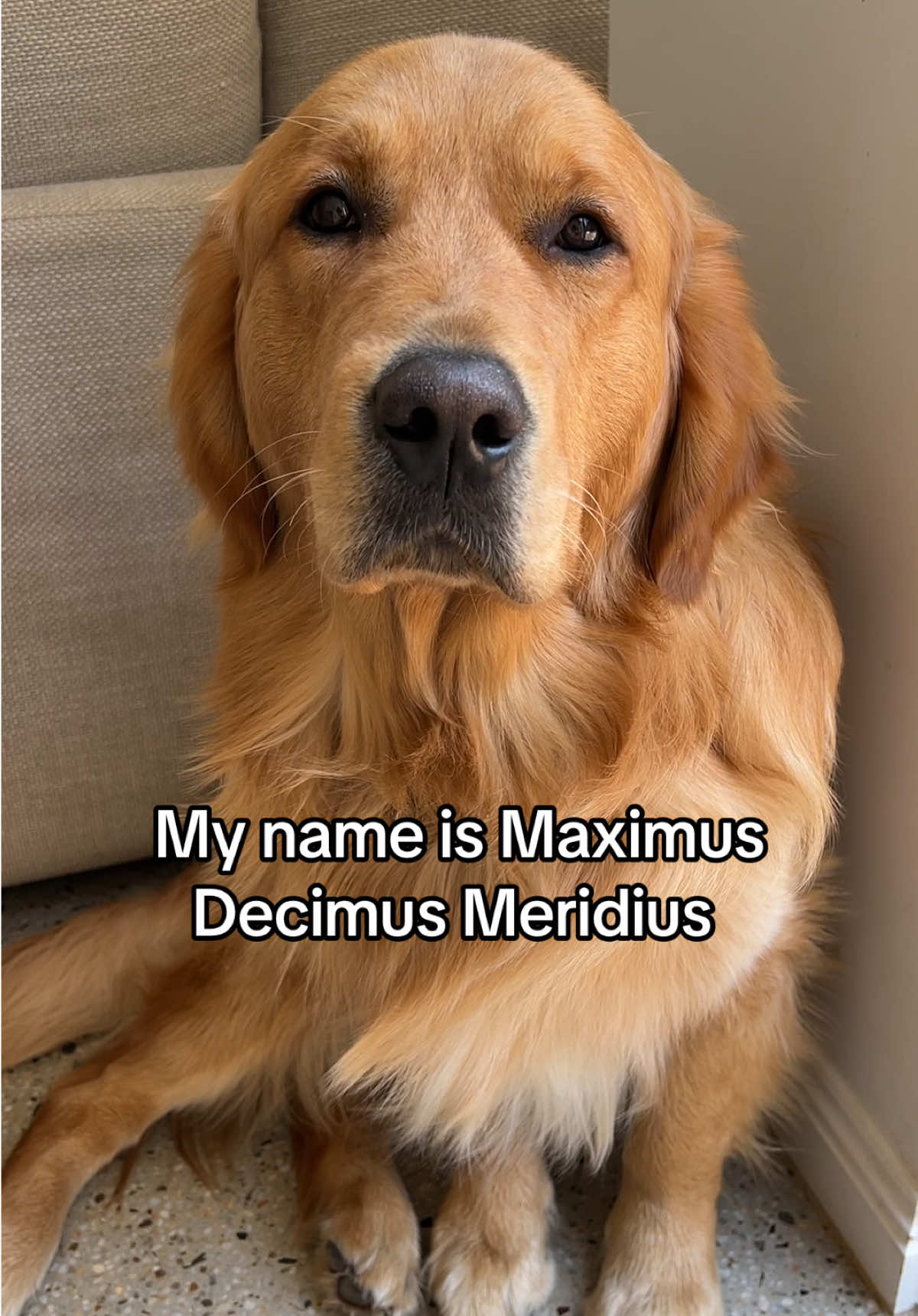 Mustard has two personalities 😂  #goldenretriever #goldenretrieverlife #dogsvideo #dogsoftiktok #fyp #goldenbabbie #goldensoftiktok #maximus #dog #mustard #maximusdecimusmeridius #jeff #mynameisjeff 