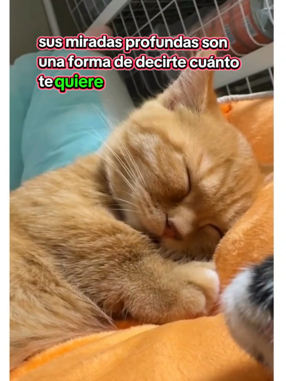 Cuando tu gato siente que se acerca el final de su vida😪😭😭😭 🧬#Michi #gatitostiktok #michigan #michi #gatostiktok #Mi 