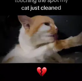 #cat