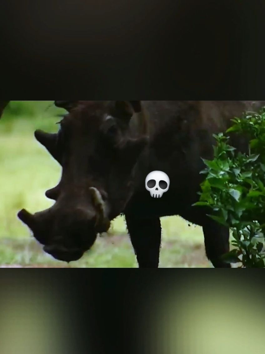 Pumba le phacochère 💀 #humour #histoire #drole  #animaux  🎥 Images de : @BBC 💚 @bbcearth 💚