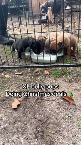 Christmas pups‼️🎄 #fyp #puppy #bully #pitbull #foryoupage #pup #puppies #atl 