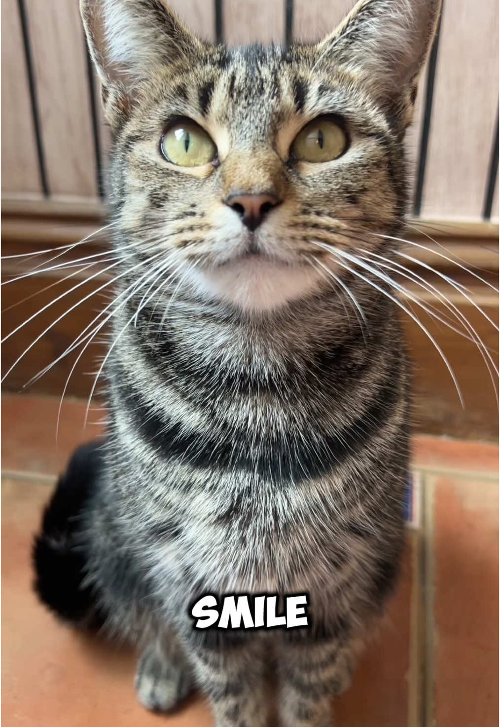 Happiest tales try not to smile 😸 #pet #cat #cute 