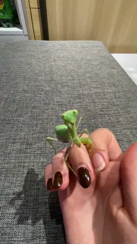 #zofomantids #prayingmantis #mantisesoftiktok #bugs #animals #peathemantis 