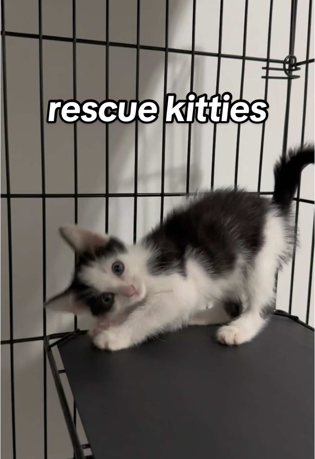 you neeeed a new kitty 🥺support our friends at Tabby Trail Rescue in Charlotte, NC!! Run by @ali :) and her mom. Follow them on insta to donate and adopt 💗#adoptdontshop #catsoftiktok #kittensoftiktok #cattok #catlover #cute #fyp #catmom #rescuecat 