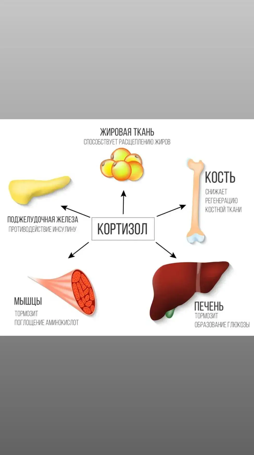 От стресса хочется есть🤩👍 Знаете, кто во всем виноват? Гормон стресса — кортизол! После интенсивной физической нагрузки, после скандала, переживаний может хотеться есть, потому как кортизол напрямую влияет на аппетит. Помимо этого кортизол способствует образованию жировых накоплений из-за того, что он увеличивает количество глюкозы в крови. А если в организме много глюкозы, то запас ее отложится в жир👍👍☝🏻 Помните об этом, худеющие, анализируйте правильно, что нужно для похудения.🤩 Подписывайся!👍👍👍 Твое Здоровье