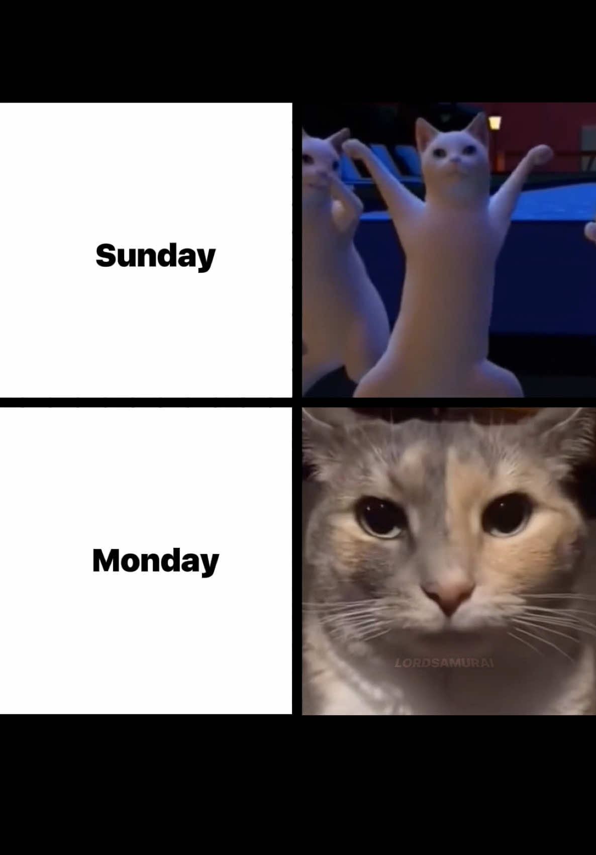 Sunday vs Monday #meme #fyp #cat 