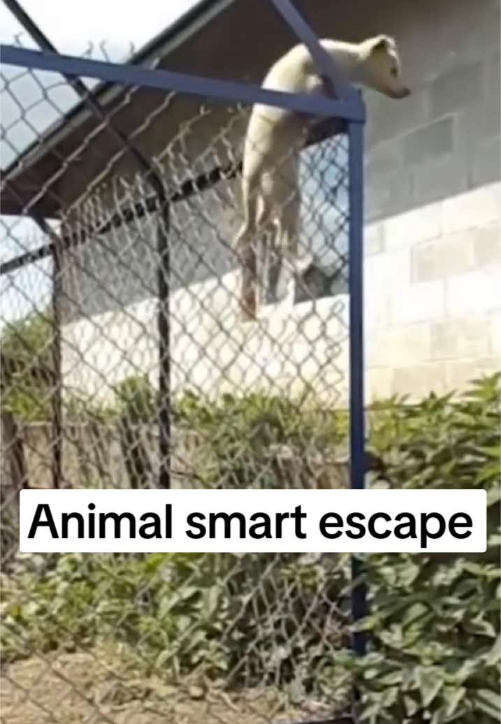 Animal smart escape  #smart animal #funny animal  #funny videos 