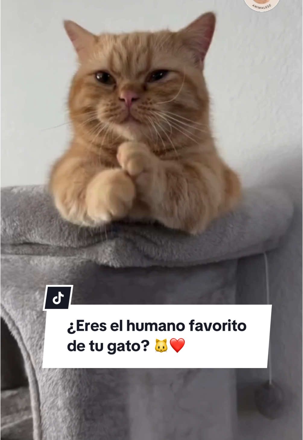 ¿Tu gato muestra estos 5 comportamientos contigo? Si es así, ¡eres su persona favorita! Desde dejarte tocar su nariz hasta seguirte a todas partes, cada gesto es una señal de amor y confianza. ¿Cuántos de estos signos has notado en tu felino? 🥰✨ #AmorGatuno #Gatos #CompañeroDeVida 