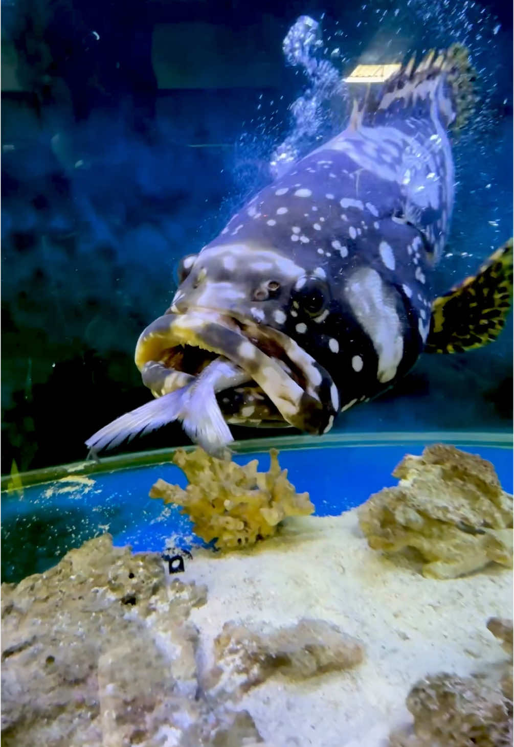 Feeding the #bumblebeegrouper #queenslandgrouper #paulstingray 
