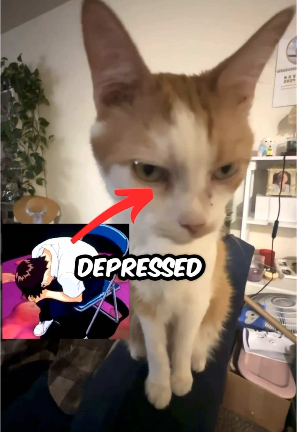 sadest moment, try not to cry…. #larry #evillarry #catsoftiktok #dankmemes #catmeme #chillcatguy #saddeststories 