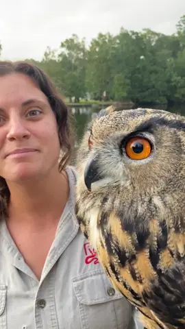 POV: You’re trying to sneak a close up, and he’s not having it 🦉👀 Those piercing orange eyes 👀 don’t miss a thing! Fun fact! Eurasian Eagle owls 🦉 have excellent night vision, seeing up to 100 times better in the dark than humans! Perfect for hunting— or dodging the spotlight 🌙✨ • • • • • • • #wow #aweosme #owls #owl #animals #animallovers #animalvideos #awesome #fun #zoo #orangeyes #reptiles #zooanimals #cute #incredible #tik #tok #tiktok #tiktokanimals 