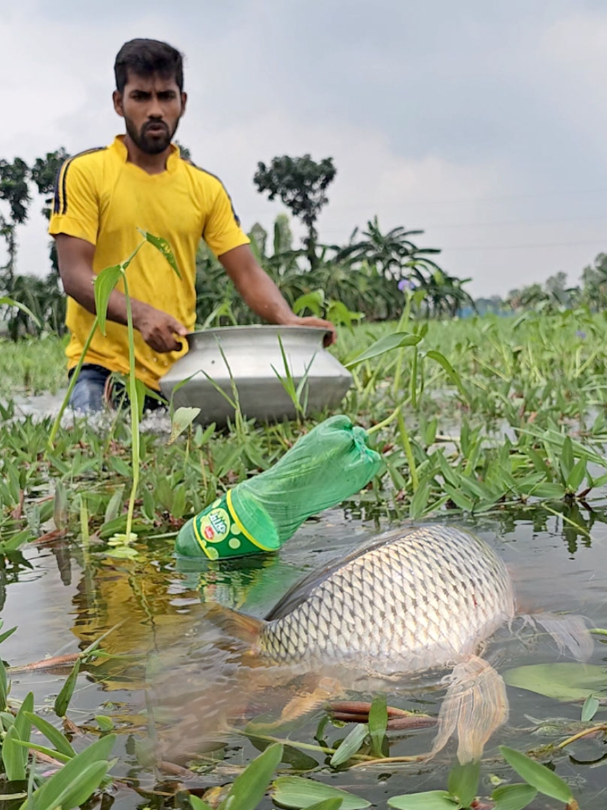 Best Fishing Technique | Village Man Catching Fish With Plastic Bottle Hook Trap in Pond #fish_catching #fish_trap #fishing_videos 