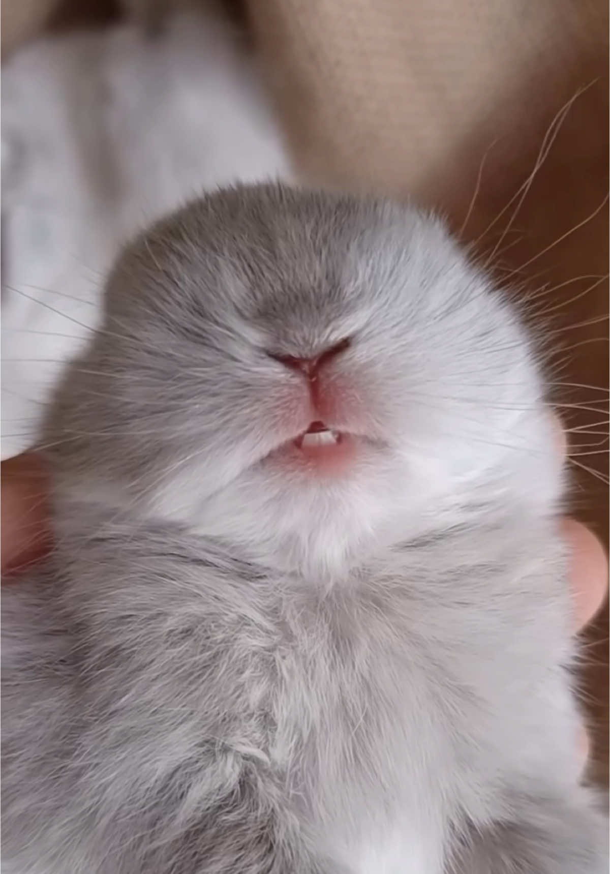 The little teeth & dreaming 💤🐰 #bunny #fyp #dream #viral 