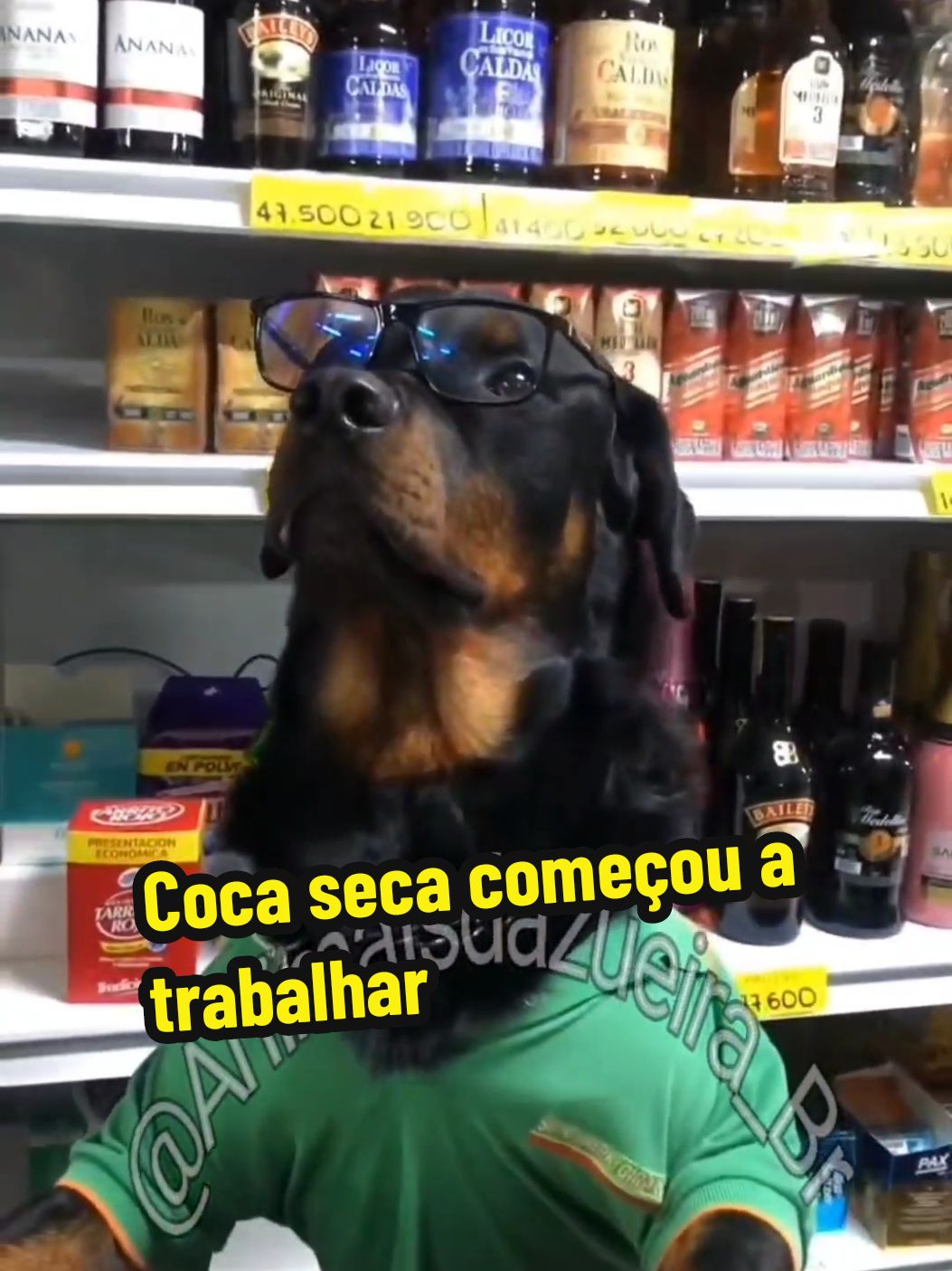 Furacão fiz tatuagem e coca seca arranjou um emprego #cachorro #pets #animais #animaisnotiktok #fyp